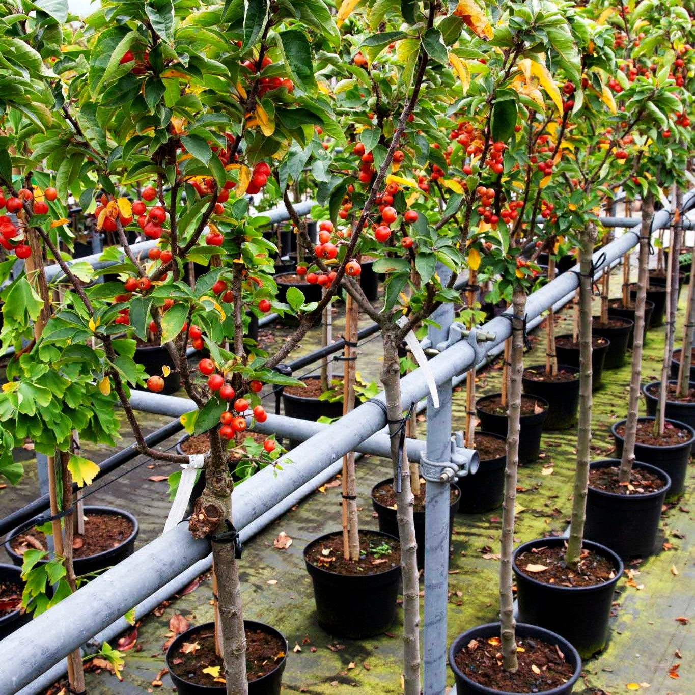 Zier-Apfel 'Pomzai' (Malus x cult.)