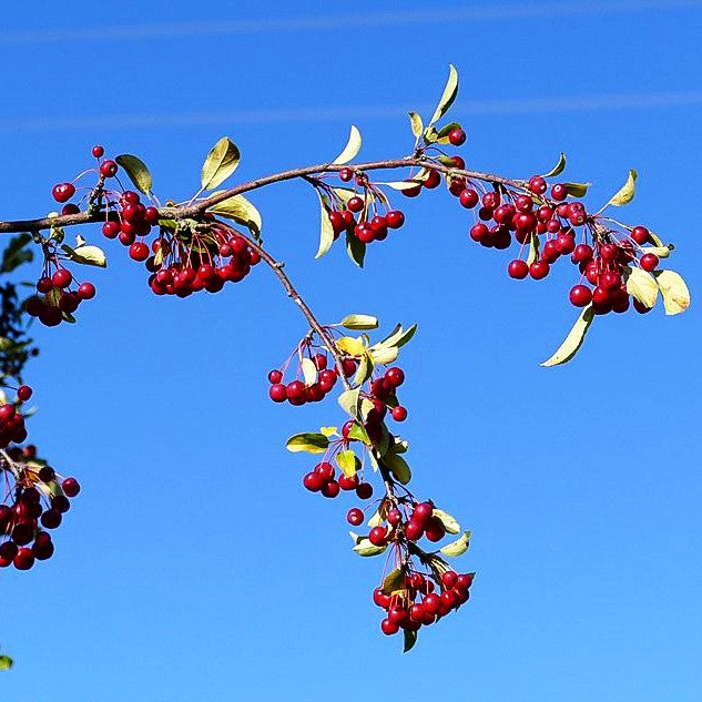 Zier-Apfel 'Red Jewel' (Malus x cult.)