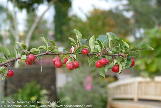 Zier-Apfel 'Red Sentinel' (Malus x robusta)