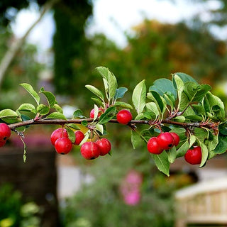 Zier-Apfel 'Red Sentinel' (Malus x robusta)