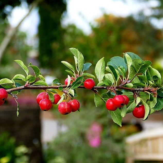 Zier-Apfel 'Red Sentinel' (Malus x robusta)