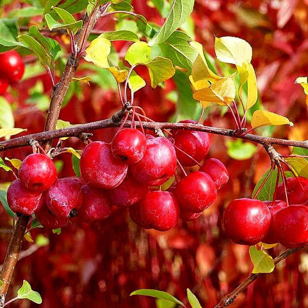 Zier-Apfel 'Red Sentinel' (Malus x robusta)