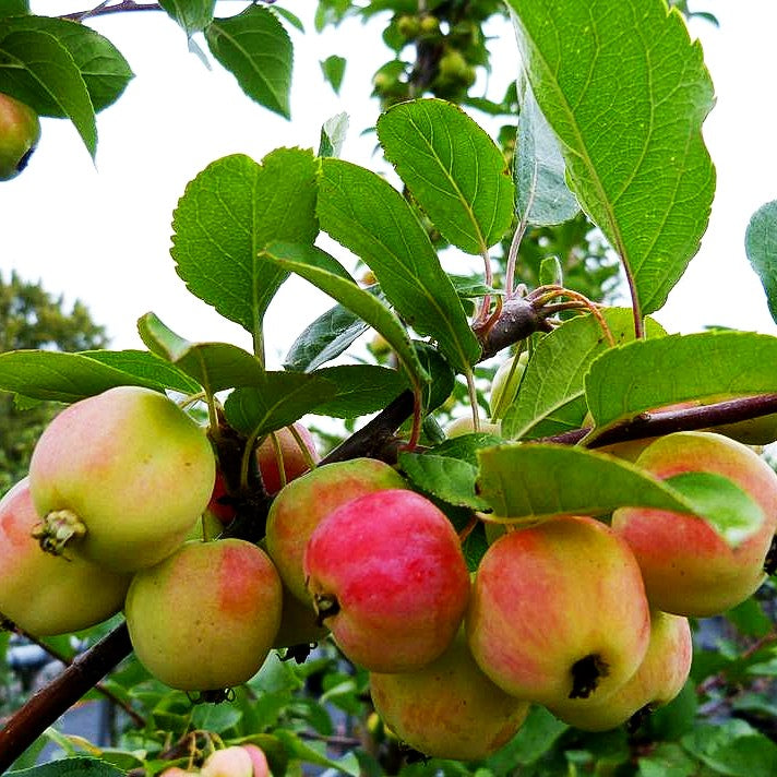 Zier-Apfel 'Red Sentinel' (Malus x robusta)