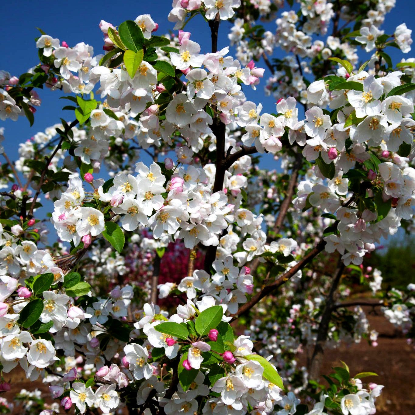 Zier-Apfel 'Red Sentinel' (Malus x robusta)