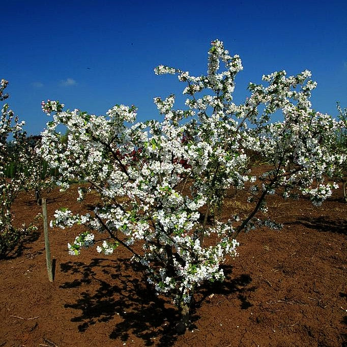 Zier-Apfel 'Red Sentinel' (Malus x robusta)