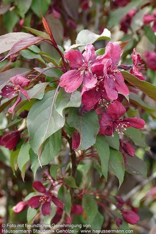 Zier-Apfel 'Royalty' (Malus x cult.)