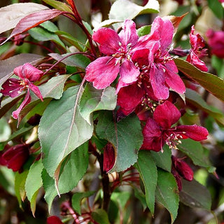 Zier-Apfel 'Royalty' (Malus x cult.)