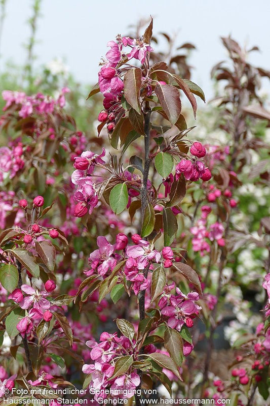 Zier-Apfel 'Rudolph' (Malus x cult.)