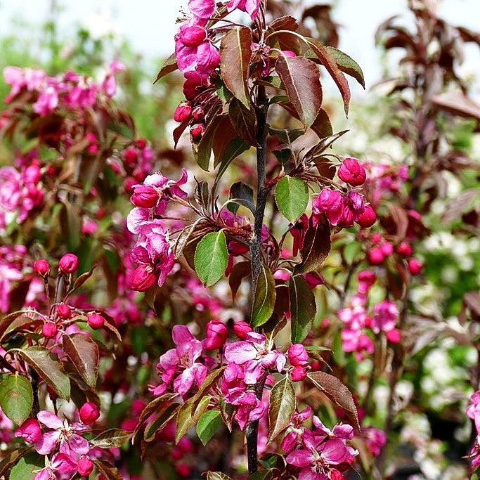 Zier-Apfel 'Rudolph' (Malus x cult.)