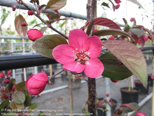 Zier-Apfel 'Scarlett' (Malus toringo)