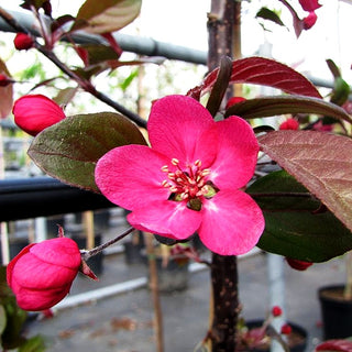 Zier-Apfel 'Scarlett' (Malus toringo)