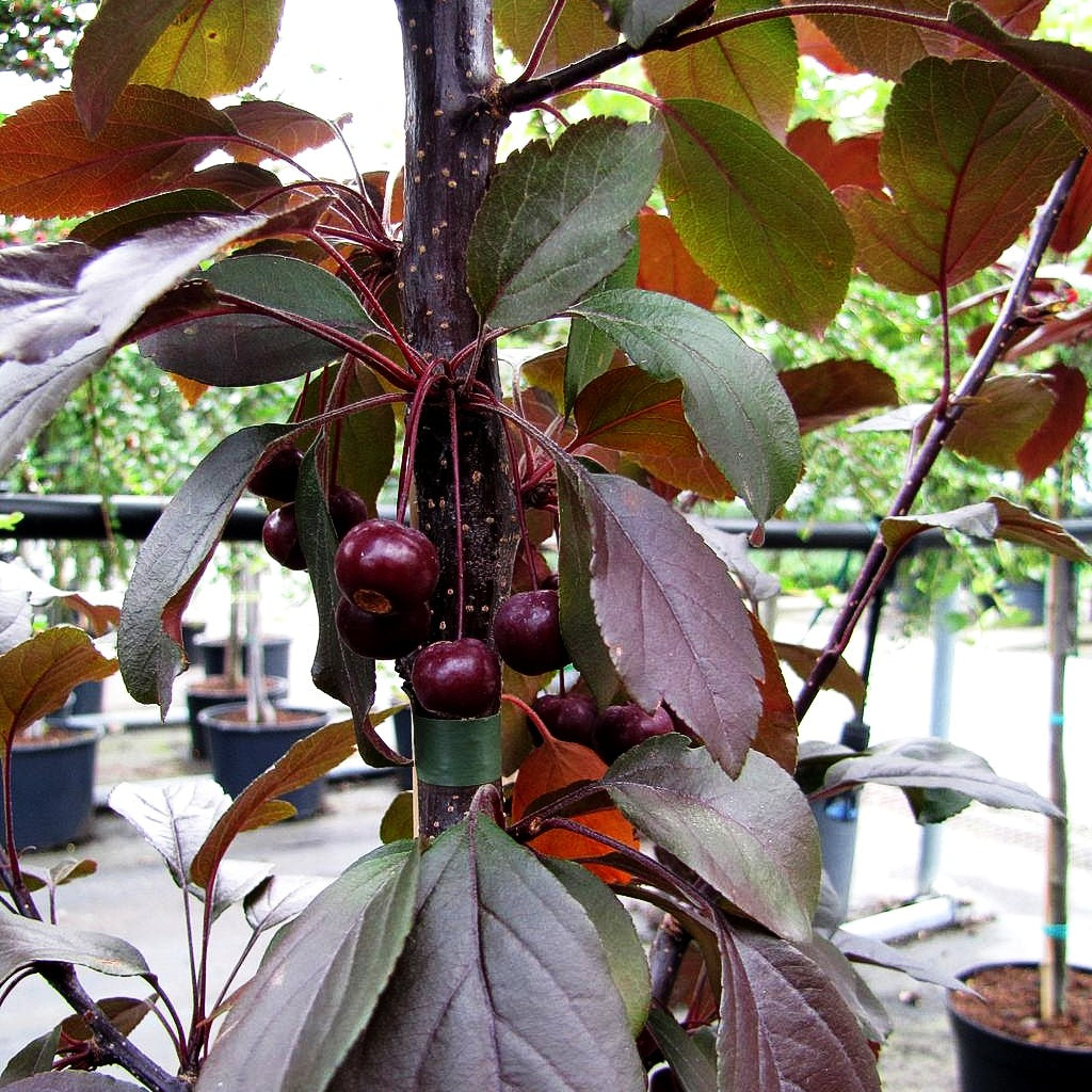 Zier-Apfel 'Scarlett' (Malus toringo)