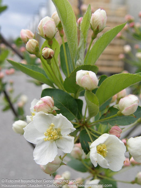 Zier-Apfel 'Tina' (Malus sargentii)
