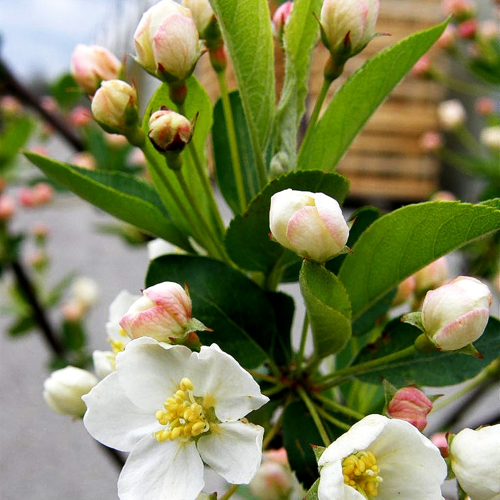 Zier-Apfel 'Tina' (Malus sargentii)