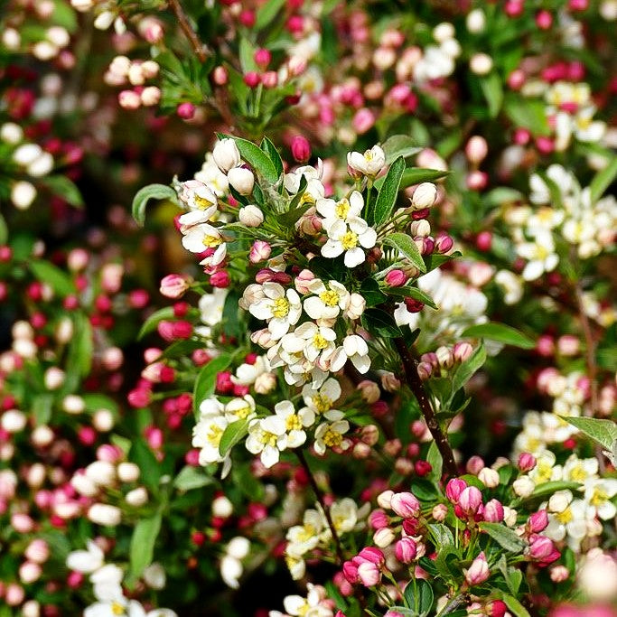 Zier-Apfel 'Tina' (Malus sargentii)