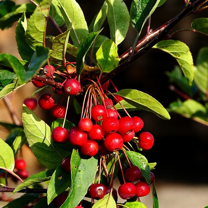 Zier-Apfel 'Tina' (Malus sargentii)
