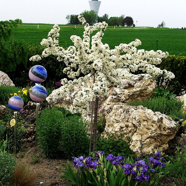 Zier-Apfel 'Tina' (Malus sargentii)