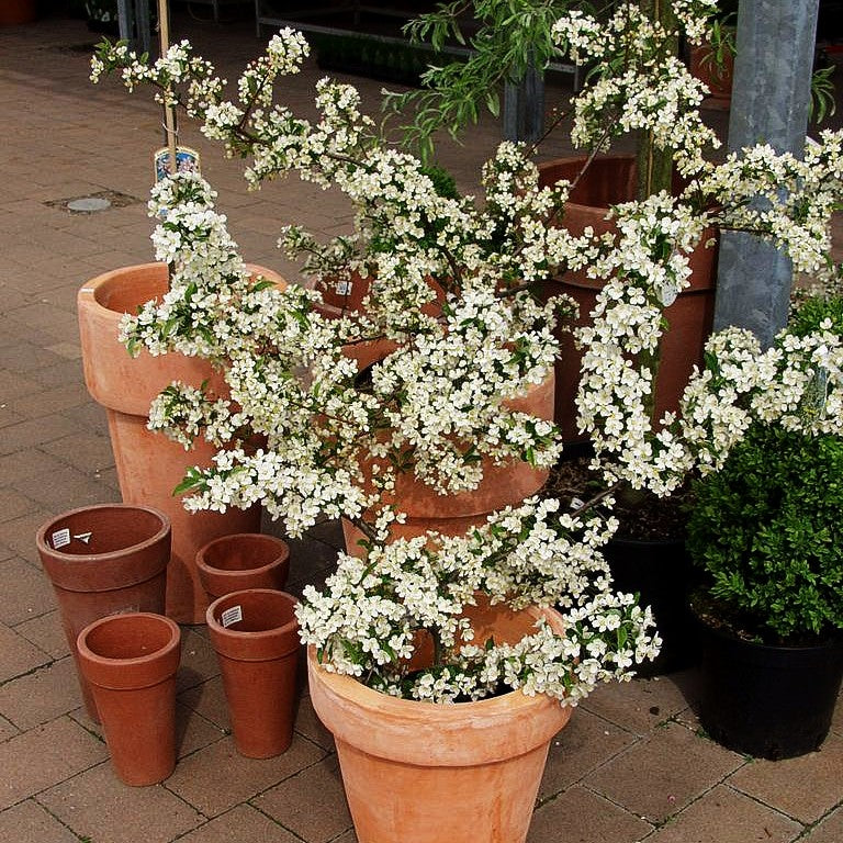 Zier-Apfel 'Tina' (Malus sargentii)