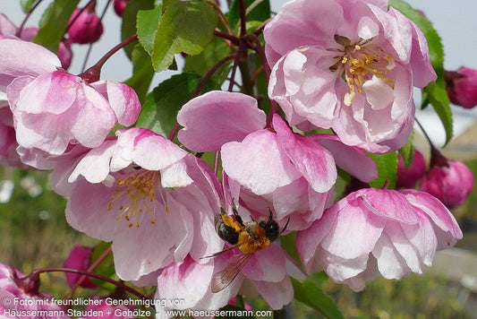Zier-Apfel 'Van Eseltine' (Malus x cult.)