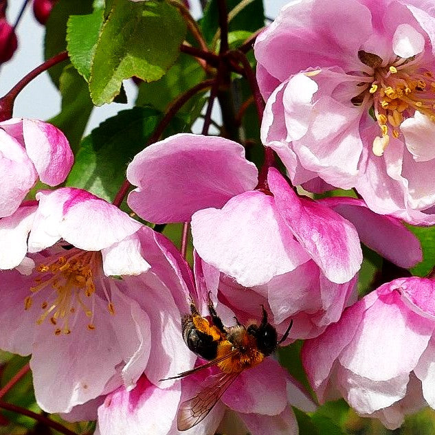 Zier-Apfel 'Van Eseltine' (Malus x cult.)