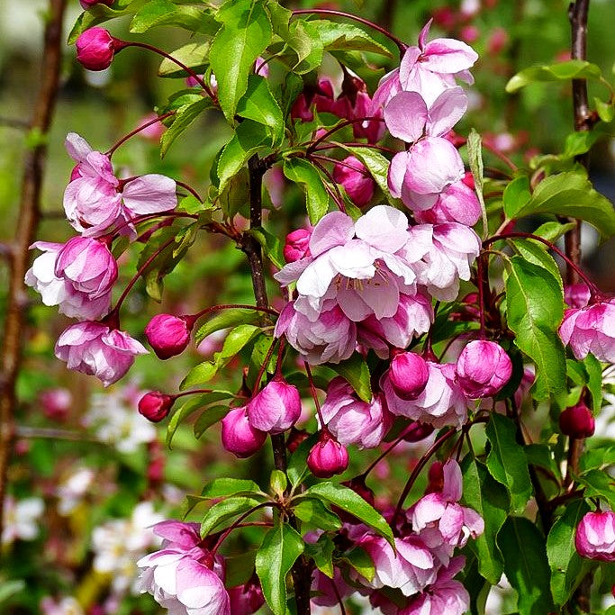 Zier-Apfel 'Van Eseltine' (Malus x cult.)