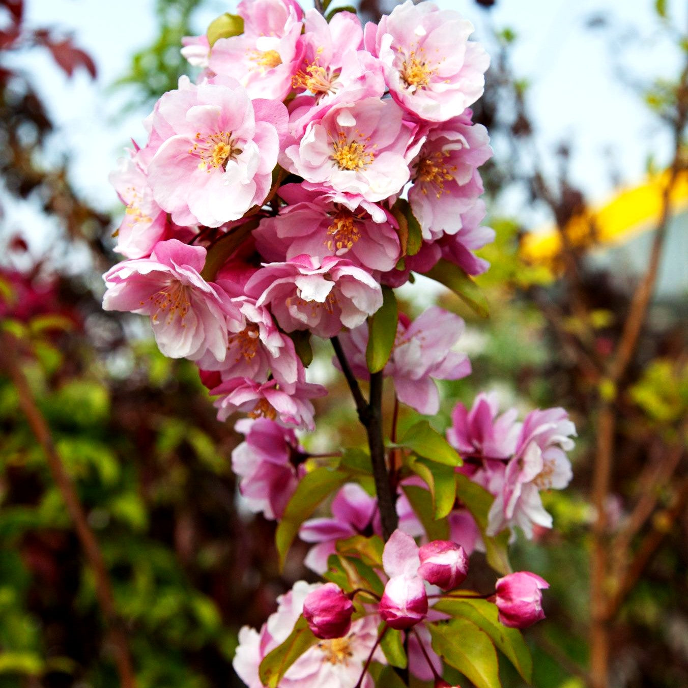 Zier-Apfel 'Van Eseltine' (Malus x cult.)
