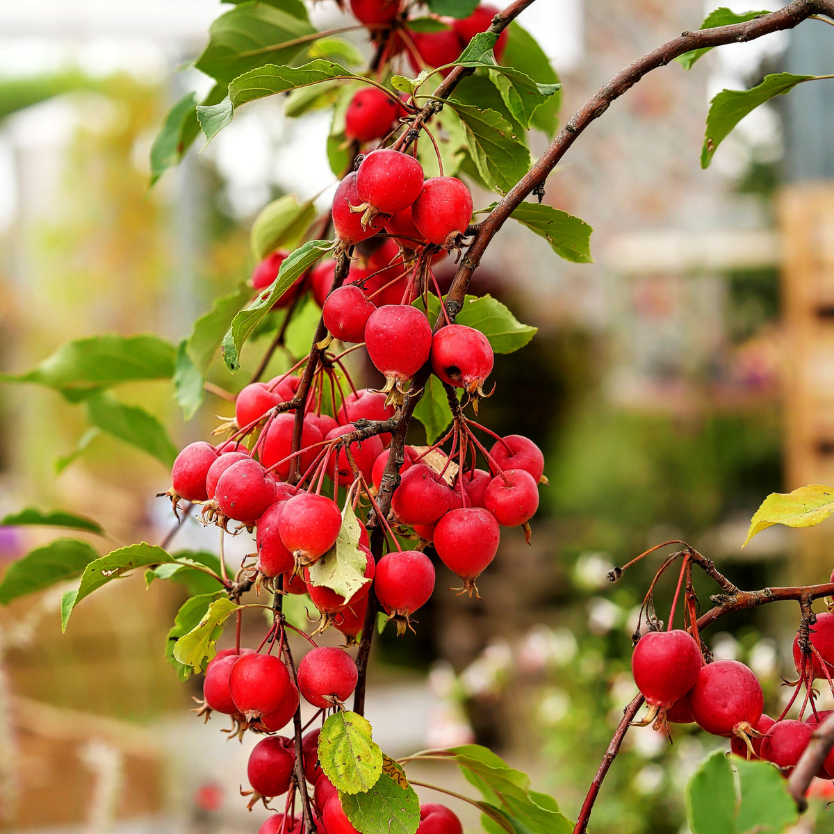 Zier-Apfel 'Velvet Pillar' (Malus x cult.)