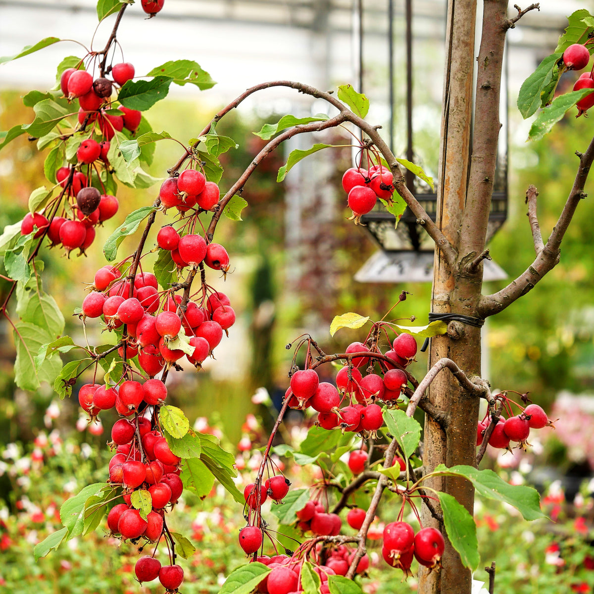 Zier-Apfel 'Velvet Pillar' (Malus x cult.)
