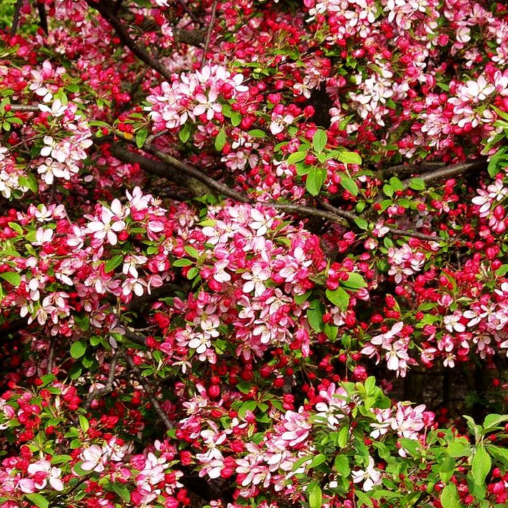 Zier-Apfel 'Veredlung' (Malus toringo sargentii)