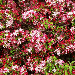 Zier-Apfel 'Veredlung' (Malus toringo sargentii)