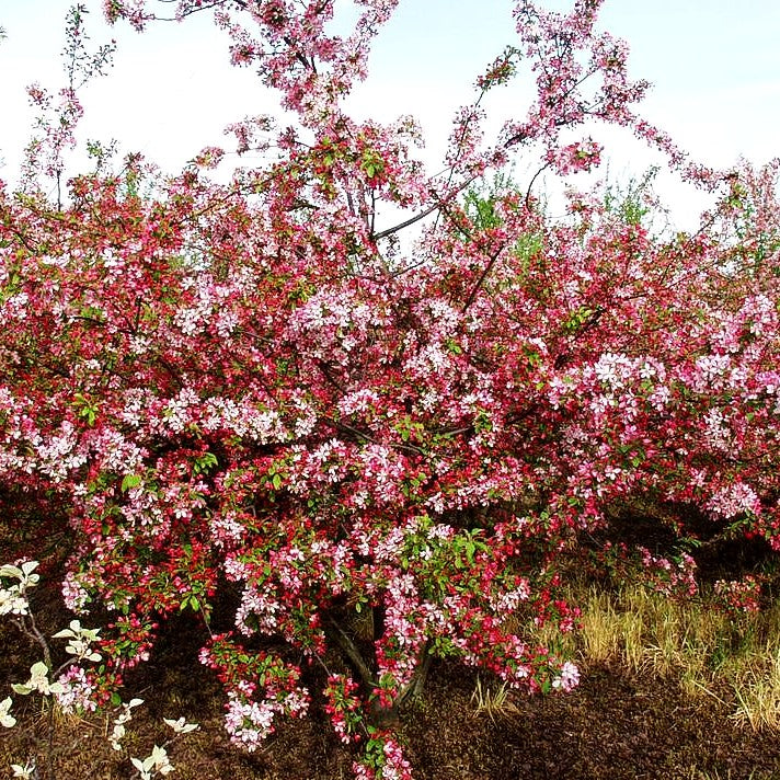 Zier-Apfel 'Veredlung' (Malus toringo sargentii)