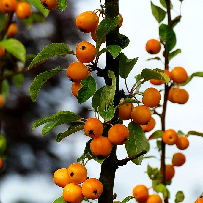 Zier-Apfel 'Wintergold' (Malus x cult.)