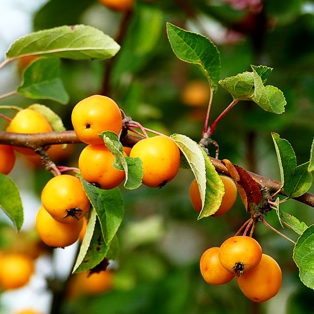 Zier-Apfel 'Wintergold' (Malus x cult.)