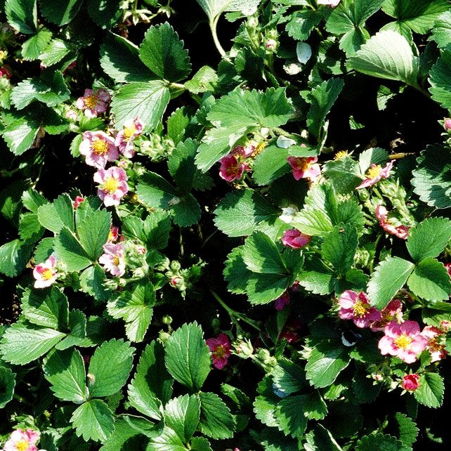 Zier-Erdbeere 'Pink Panda' (Fragaria x cult.)