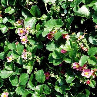 Zier-Erdbeere 'Pink Panda' (Fragaria x cult.)