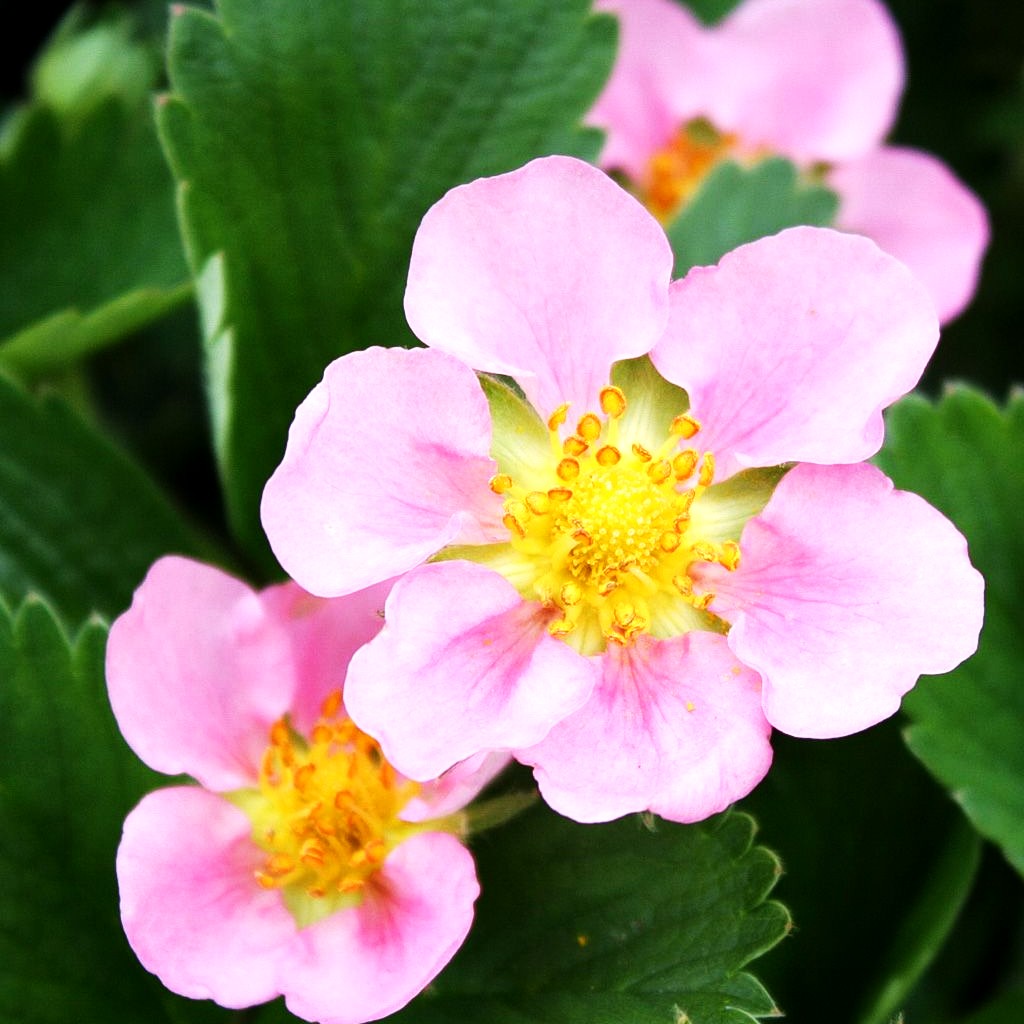 Zier-Erdbeere 'Pink Panda' (Fragaria x cult.)