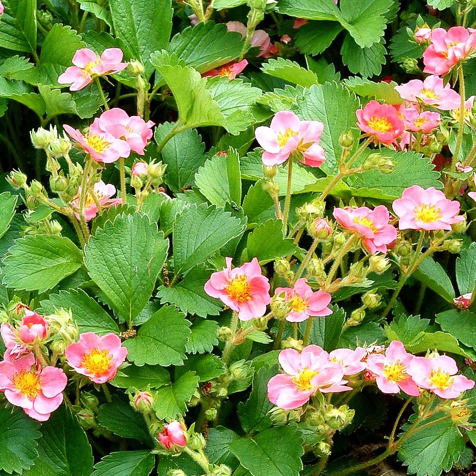 Zier-Erdbeere 'Pink Panda' (Fragaria x cult.)