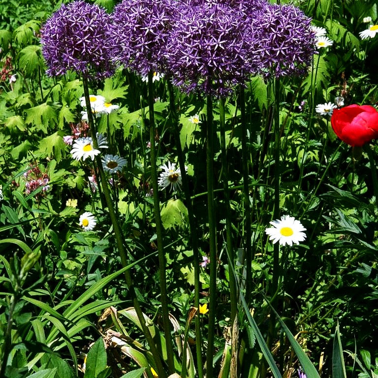 Zier-Lauch 'Globemaster' (Allium macleanii)