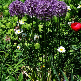 Zier-Lauch 'Globemaster' (Allium macleanii)