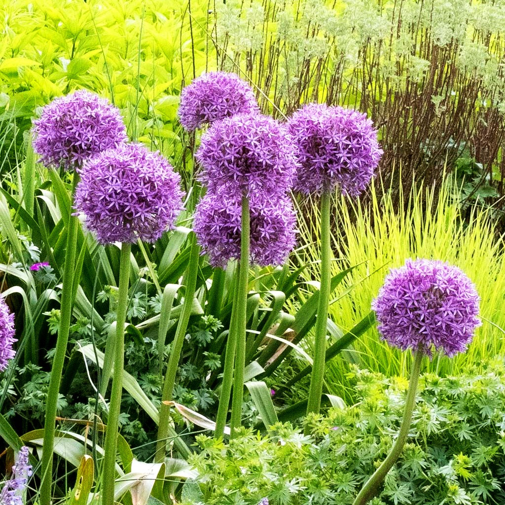 Zier-Lauch 'Globemaster' (Allium macleanii)