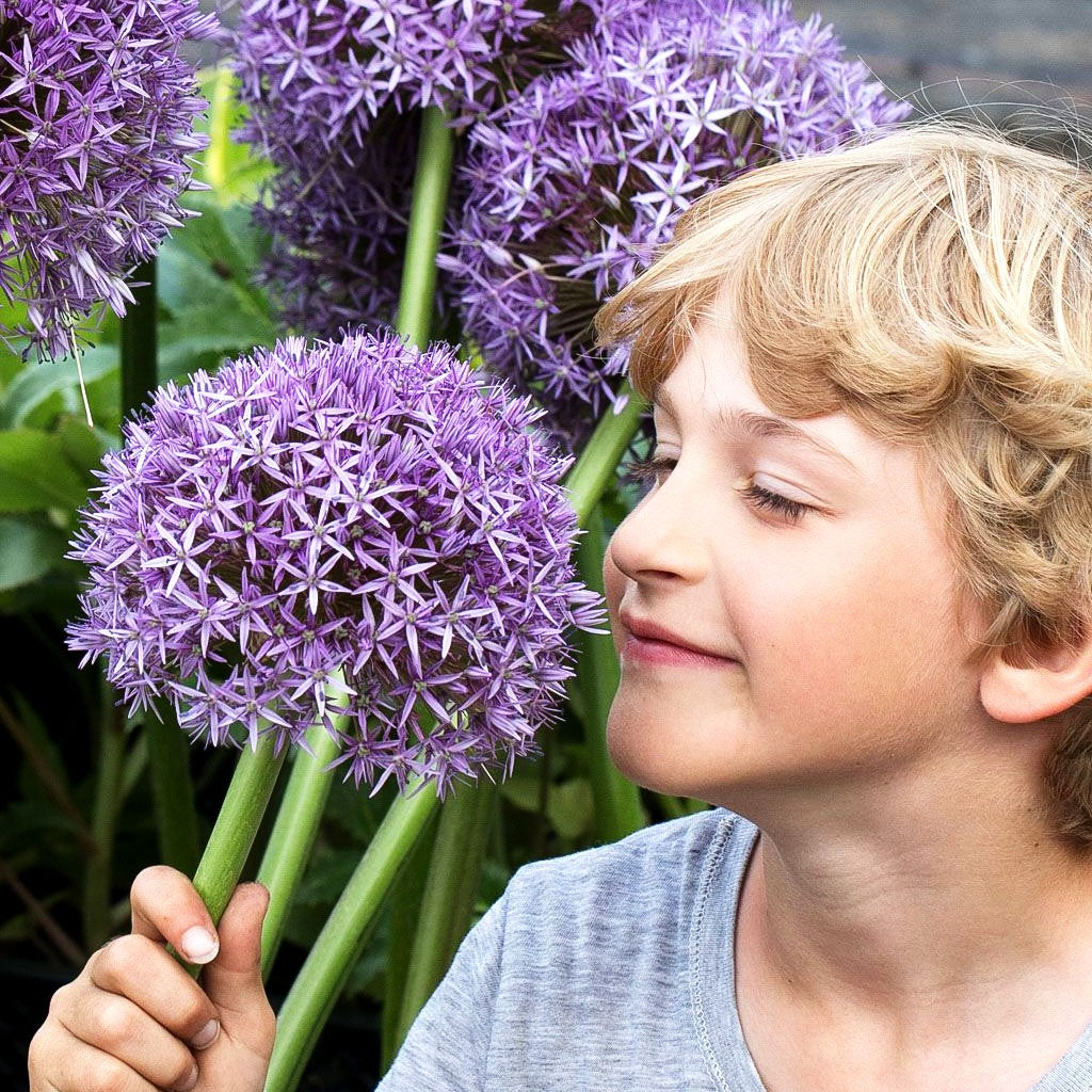 Zier-Lauch 'Globemaster' (Allium macleanii)