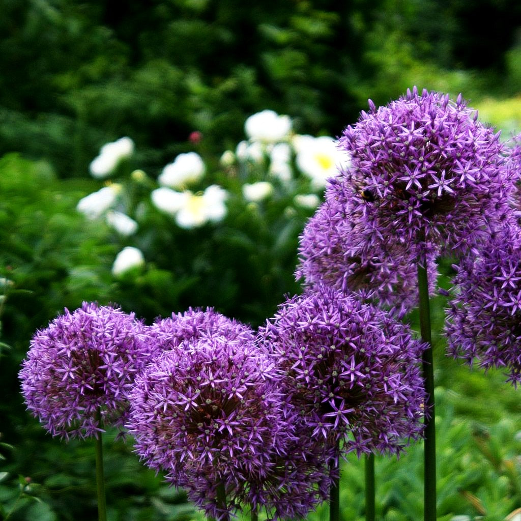 Zier-Lauch 'Globemaster' (Allium macleanii)