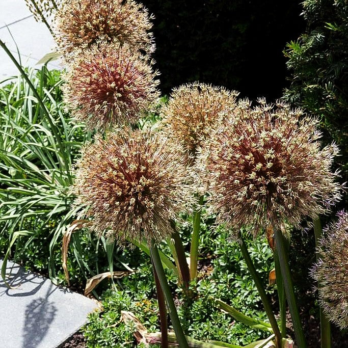 Zier-Lauch 'Globemaster' (Allium macleanii)