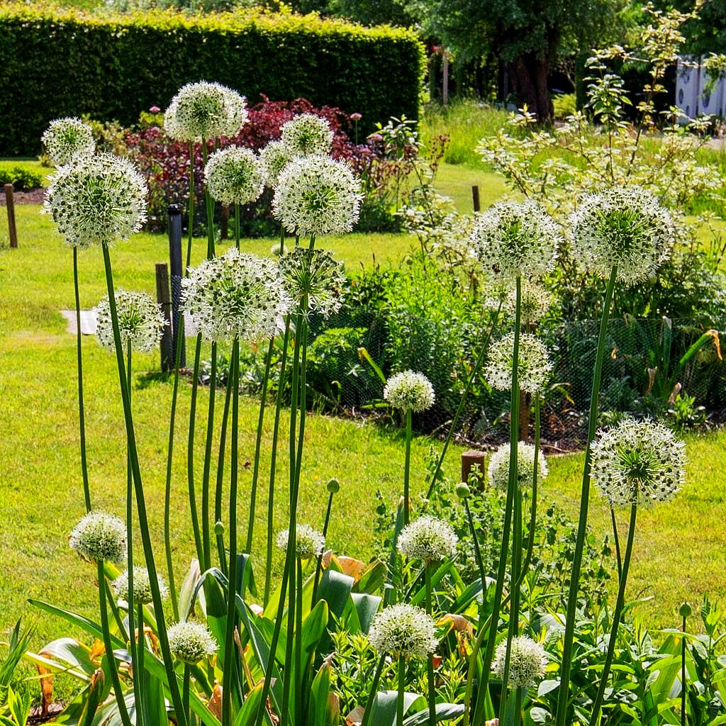 Zier-Lauch 'Mount Everest' (Allium stipitatum)