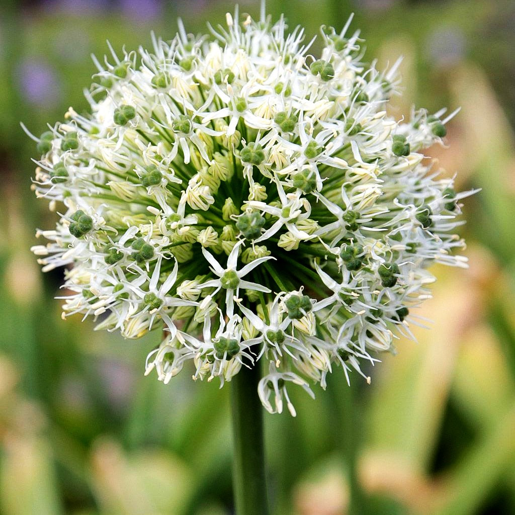 Zier-Lauch 'Mount Everest' (Allium stipitatum)