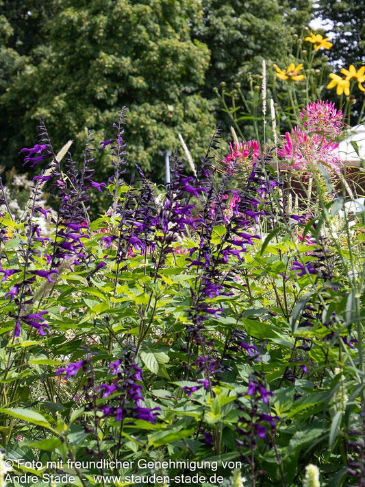Zier-Salbei 'Amistad' (Salvia x cult.)