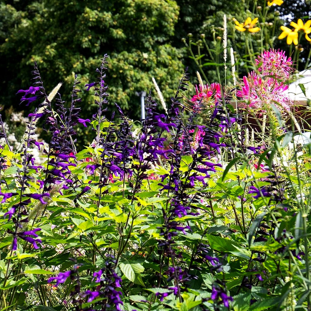 Zier-Salbei 'Amistad' (Salvia x cult.)