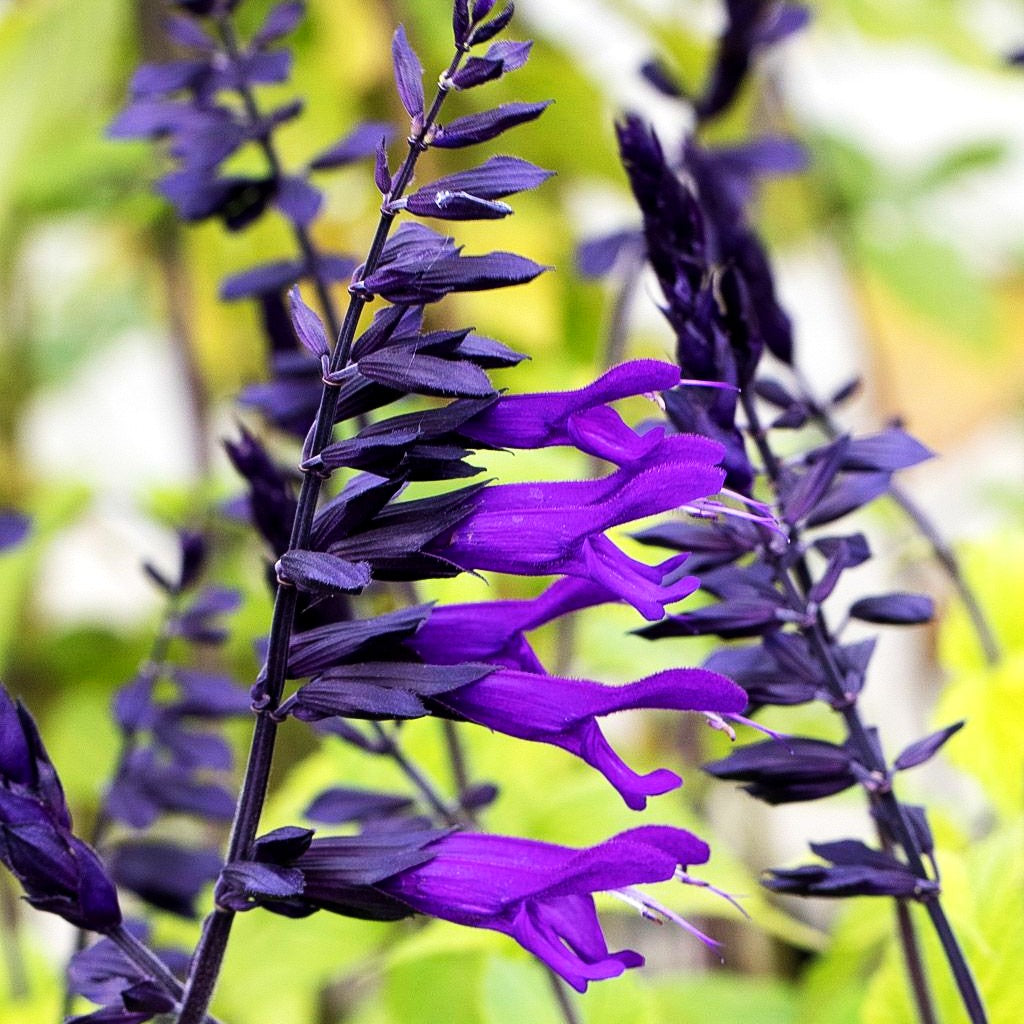 Zier-Salbei 'Amistad' (Salvia x cult.)