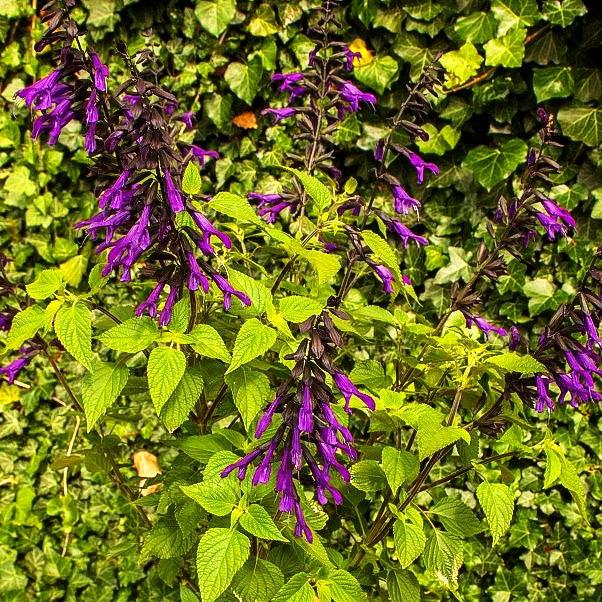 Zier-Salbei 'Amistad' (Salvia x cult.)