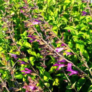 Zier-Salbei 'Pink Amistad' (Salvia x cult.)